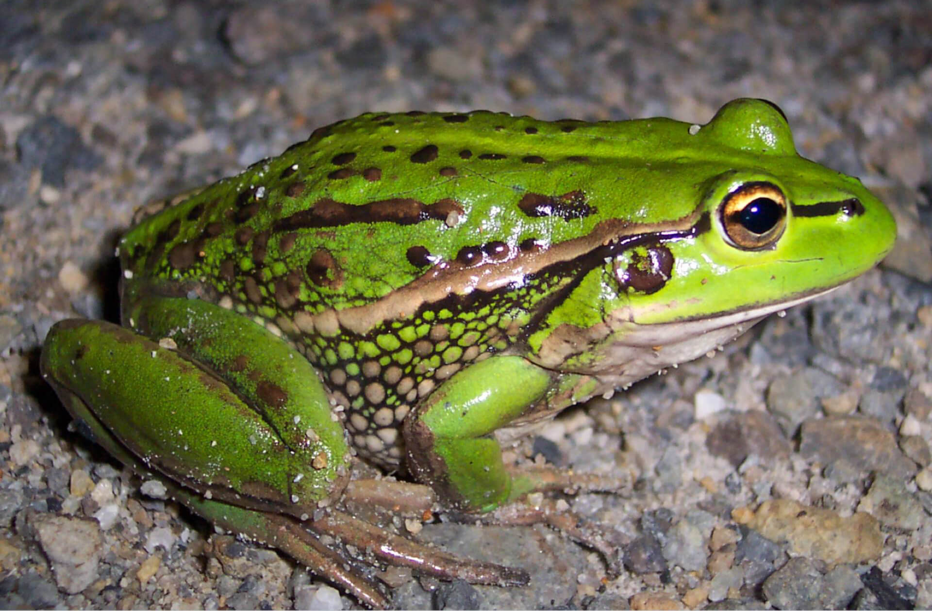 Growling Grass Frog | Endangered Species Supporters Australia | Protect ...