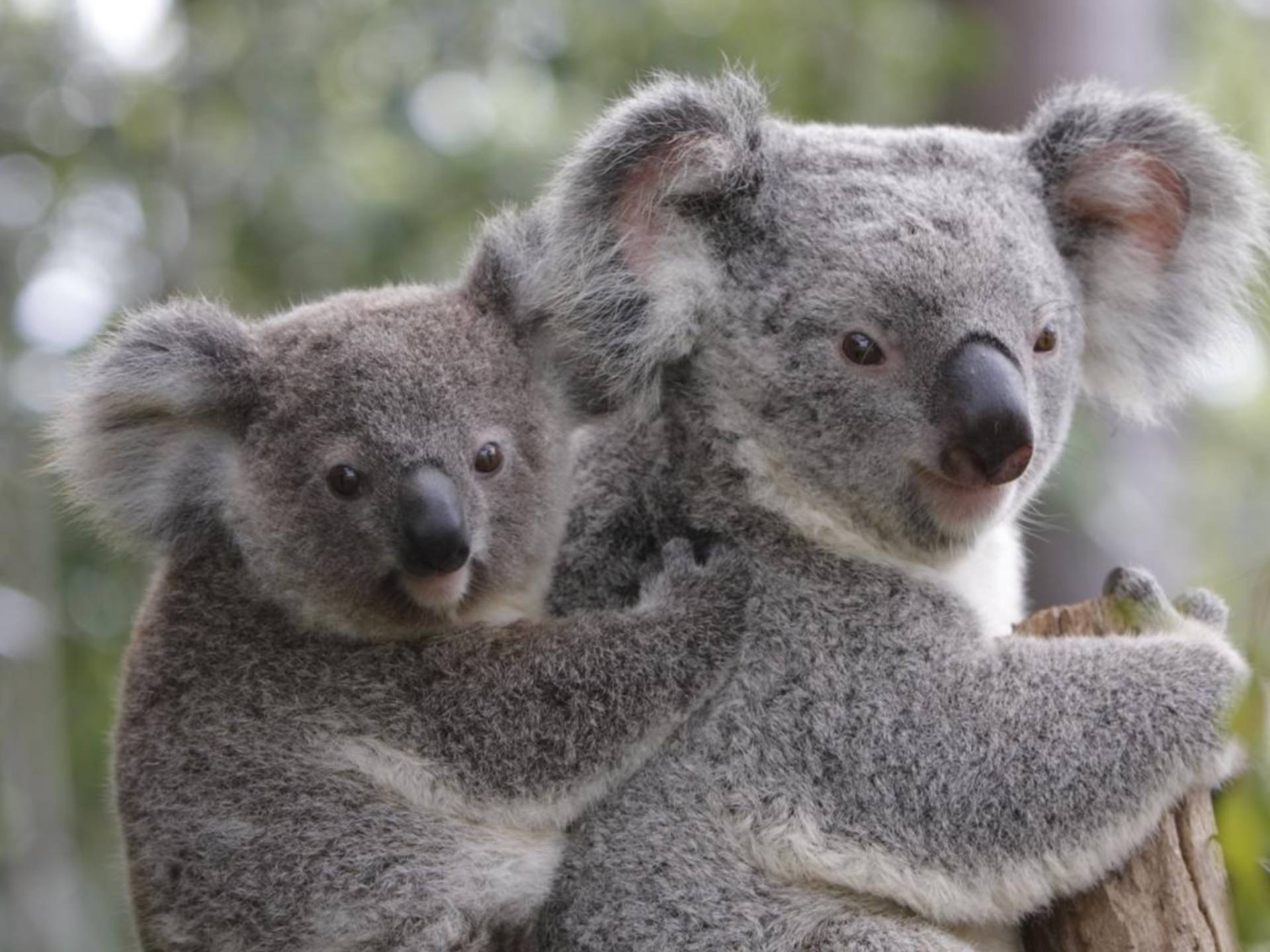 koala-endangered-species-supporters-australia-protect-australian