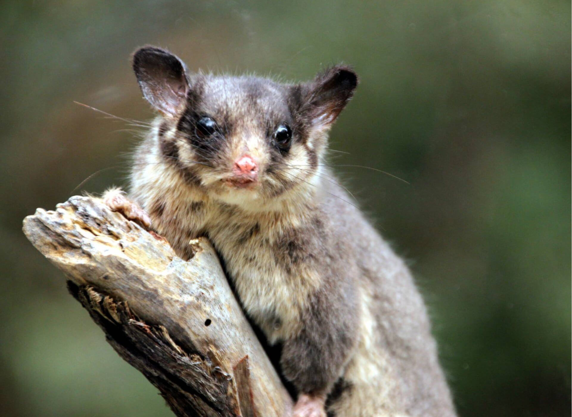 leadbeater-s-possum-endangered-species-supporters-australia-protect