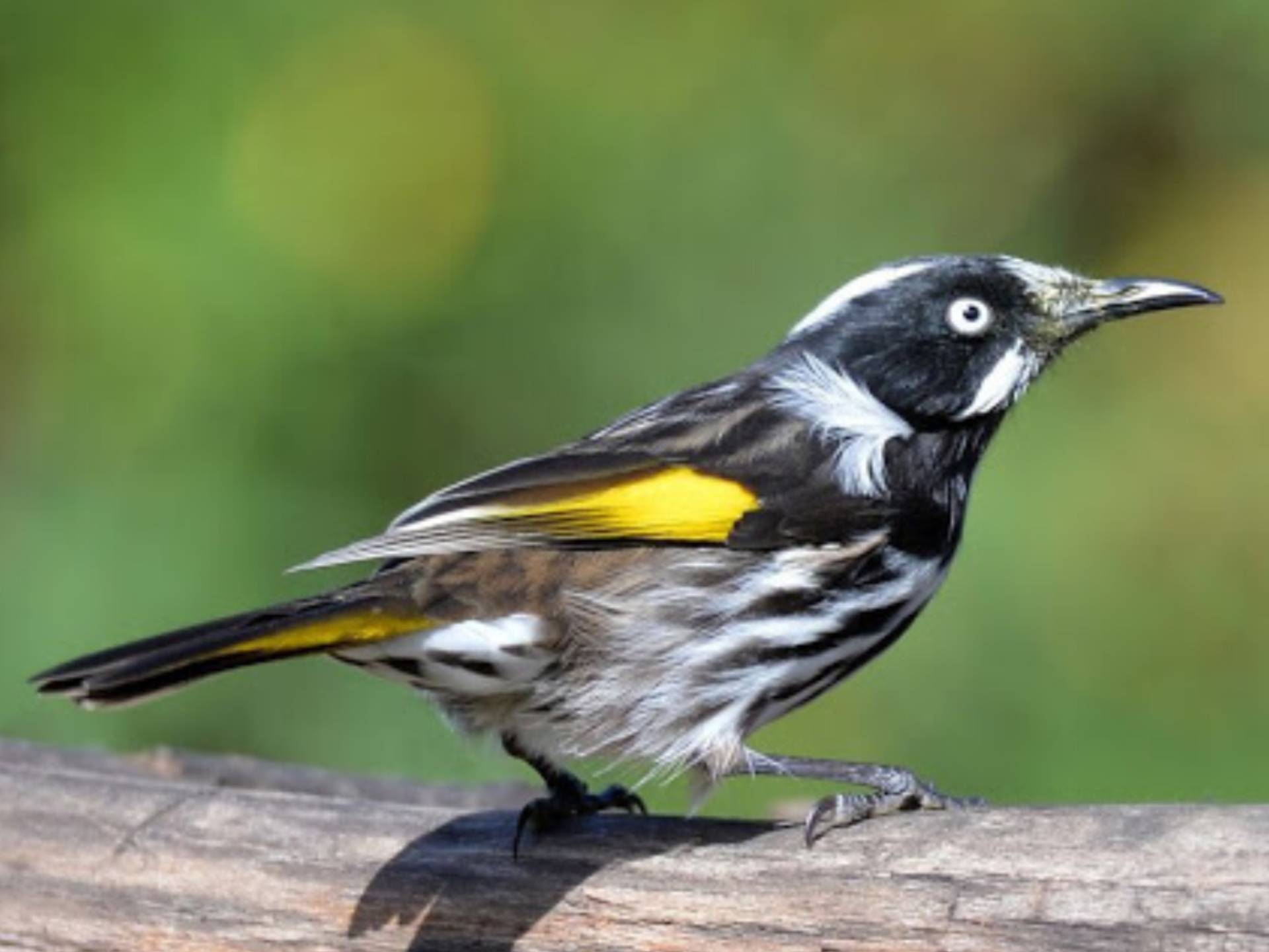 Regent Honeyeater | Endangered Species Supporters Australia | Protect ...