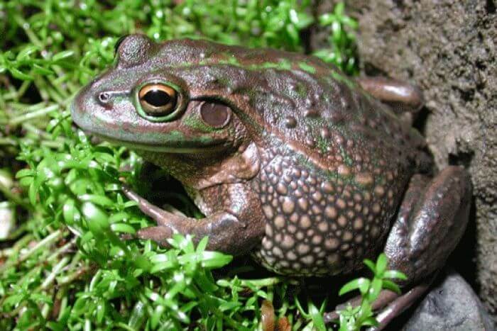 growling-grass-frog-endangered-species-supporters-australia-protect