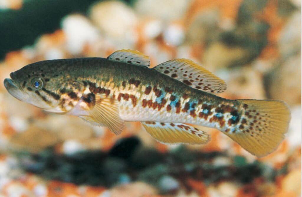 The Southern Purple Spotted Gudgeon Fish, a native Victorian species, was declared extinct in 1998 however two of these fish have been discovered in at Kerang's Third Reedy Lake. DNA samples have been taken for testing to confirm the find.